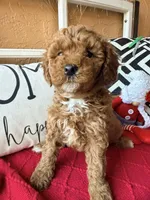 Micro mini Pink , a female Miniature Goldendoodle for sale in Port Richey, FL – Photo 1 of 10