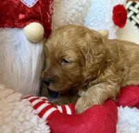 Red collar , a male Miniature Goldendoodle for sale in Port Richey, FL – Photo 8 of 10
