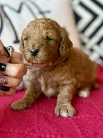 Pink collar, a female Miniature Goldendoodle for sale in Port Richey, FL – Photo 1 of 10