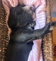Liberty, a female Miniature Bernedoodle for sale in Spring Hill, FL – 4 of 10