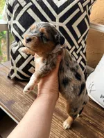 Skye-Toy , a female Toy Australian Shepherd and Miniature Aussiedoodle for sale in Spring Hill, FL – 3 of 10
