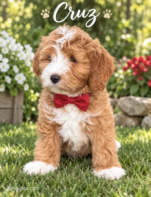 Cruz – Miniature Bernedoodle, Miniature Goldendoodle puppy for sale in Spring Hill, FL