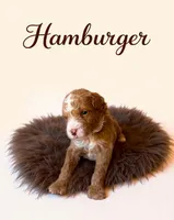 Micro Mini Burger, a male Miniature Goldendoodle for sale in Spring Hill, FL – 4 of 10