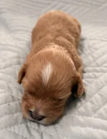 Ezra, a male Cavapoo for sale in Spring Hill, FL – 9 of 10