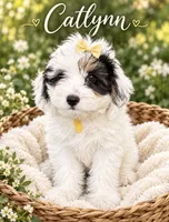Catlynn Yellow, a female Miniature Bernedoodle and Miniature Goldendoodle for sale in Spring Hill, FL – 1 of 10