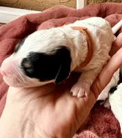 Orange collar , a female Poodle - Toy  and Miniature Goldendoodle for sale in Spring Hill, FL – 2 of 10
