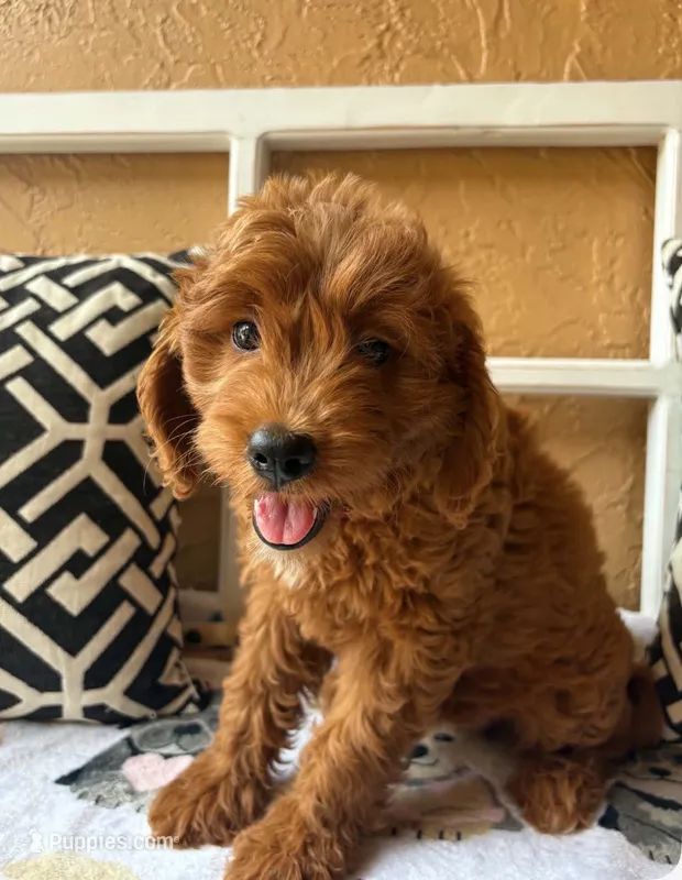 Clover (dark pink) – Goldendoodle puppy for sale in Spring Hill, FL