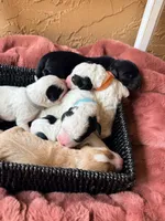 Blue collar, a male Poodle - Toy  and Miniature Goldendoodle for sale in Spring Hill, FL – 7 of 8