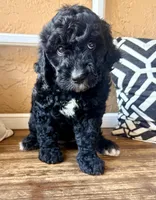 Reagan, a female Miniature Bernedoodle for sale in Spring Hill, FL – 7 of 10