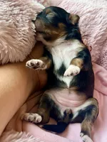 Sable , a female Poodle - Toy  and Toy Australian Shepherd for sale in Spring Hill, FL – 4 of 10