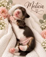 Morticia, a female Miniature Dachshund for sale in Spring Hill, FL – 3 of 10