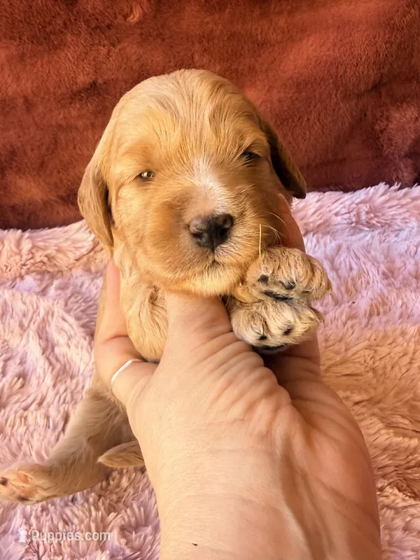 Glory – Miniature Bernedoodle puppy for sale in Spring Hill, FL