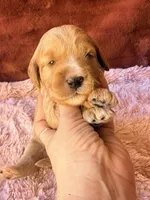 Glory, a female Miniature Bernedoodle for sale in Spring Hill, FL – 1 of 10