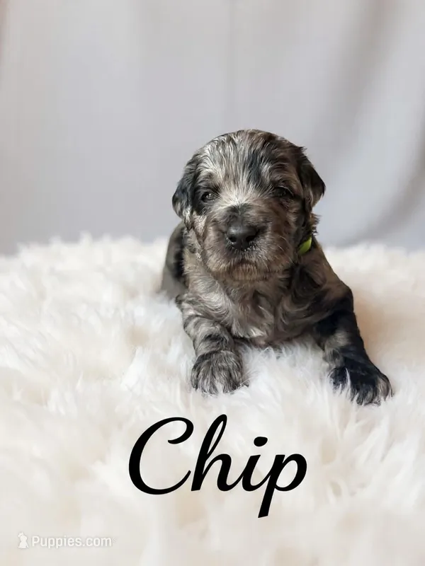 Chip  – Goldendoodle puppy for sale in Port Richey, FL
