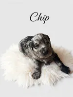 Chip , a male Goldendoodle for sale in Port Richey, FL – 5 of 8