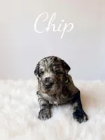Chip , a male Goldendoodle for sale in Port Richey, FL – 7 of 8