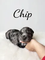 Chip , a male Goldendoodle for sale in Port Richey, FL – 4 of 8