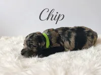 Chip , a male Goldendoodle for sale in Port Richey, FL – 3 of 8
