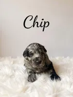 Chip , a male Goldendoodle for sale in Port Richey, FL – 6 of 8