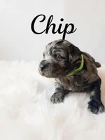 Chip , a male Goldendoodle for sale in Port Richey, FL – 2 of 8