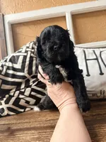 Red collar , a male Miniature Bernedoodle and Miniature Goldendoodle for sale in Spring Hill, FL – 7 of 10