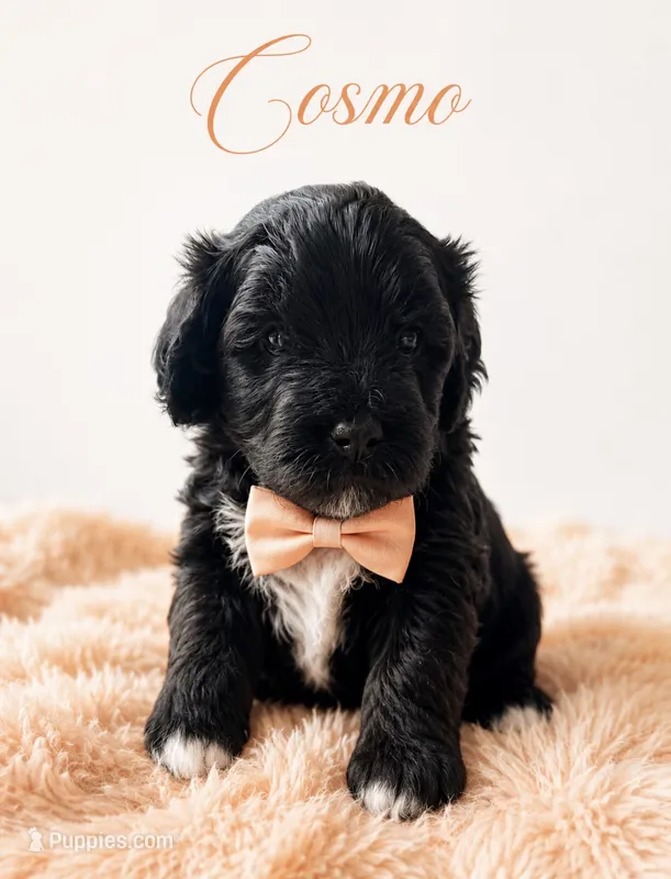 Cosmo – Miniature Bernedoodle, Miniature Goldendoodle puppy for sale in Spring Hill, FL