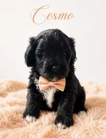 Cosmo, a male Miniature Bernedoodle and Miniature Goldendoodle for sale in Spring Hill, FL – 1 of 9