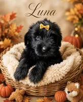 Luna (yellow), a female Miniature Bernedoodle and Miniature Aussiedoodle for sale in Spring Hill, FL – 3 of 10