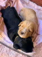 Glory, a female Miniature Bernedoodle for sale in Spring Hill, FL – 8 of 10