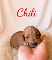 Mico Mini chili, a male Miniature Goldendoodle for sale in Spring Hill, FL – 2 of 10