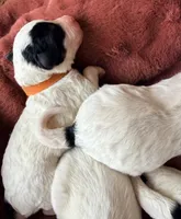 Orange collar , a female Poodle - Toy  and Miniature Goldendoodle for sale in Spring Hill, FL – 10 of 10