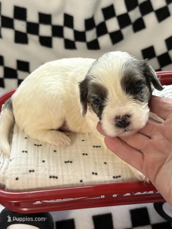 Edgar  – Cavapoo puppy for sale in Spring Hill, FL