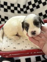 Edgar -one blue eye , a male Cavapoo for sale in Spring Hill, FL – 7 of 10