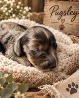 Pugsley, a male Miniature Dachshund for sale in Spring Hill, FL – 7 of 10