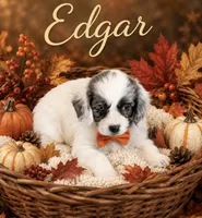 Edgar -one blue eye , a male Cavapoo for sale in Spring Hill, FL – 4 of 10
