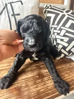 Reagan, a female Miniature Bernedoodle for sale in Spring Hill, FL – 9 of 10
