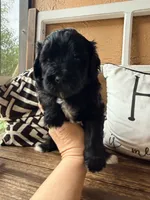 Red collar , a male Miniature Bernedoodle and Miniature Goldendoodle for sale in Spring Hill, FL – 3 of 10