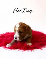 Hot dog, a male Miniature Goldendoodle for sale in Spring Hill, FL – 3 of 10