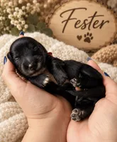 Fester , a male Miniature Dachshund for sale in Spring Hill, FL – 5 of 10