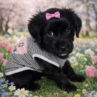 Rose , a female Miniature Aussiedoodle for sale in Port Richey, FL – Photo 6 of 10