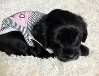 Rose , a female Miniature Aussiedoodle for sale in Port Richey, FL – Photo 5 of 10