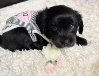 Rose , a female Miniature Aussiedoodle for sale in Port Richey, FL – Photo 7 of 10