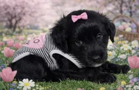 Rose , a female Miniature Aussiedoodle for sale in Port Richey, FL – Photo 10 of 10