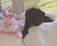 Rose , a female Miniature Aussiedoodle for sale in Port Richey, FL – Photo 8 of 8