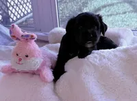 Rose , a female Miniature Aussiedoodle for sale in Port Richey, FL – Photo 3 of 8