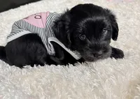 Rose , a female Miniature Aussiedoodle for sale in Port Richey, FL – Photo 9 of 10