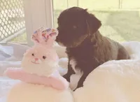 Rose , a female Miniature Aussiedoodle for sale in Port Richey, FL – Photo 7 of 8