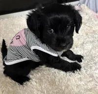 Rose , a female Miniature Aussiedoodle for sale in Port Richey, FL – Photo 8 of 10