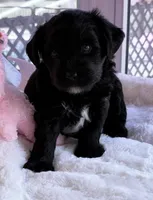 Rose , a female Miniature Aussiedoodle for sale in Port Richey, FL – Photo 2 of 8