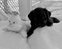 Rose , a female Miniature Aussiedoodle for sale in Port Richey, FL – Photo 6 of 8